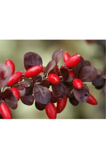 Барбарис Ред Чіф червоні плоди