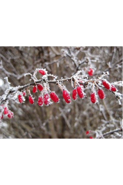 Барбарис Тунберга Ред Чіф ягоди взимку
