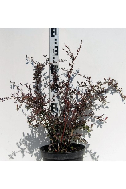 Барбарис Тунберга Ред Чіф в горщику