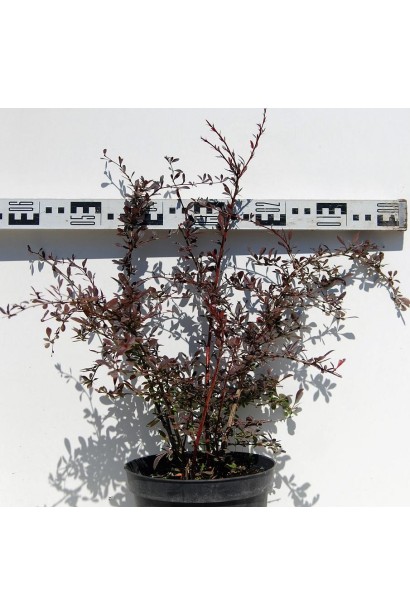 Барбарис Тунберга Ред Чіф діаметр 60 см