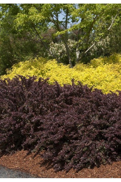 Барбарис Тунберга Ред Чіф в ландшафті