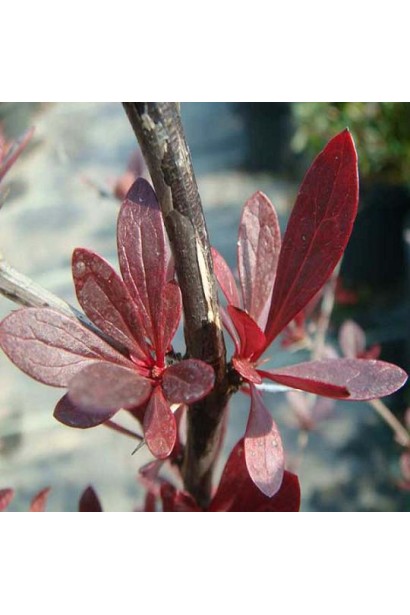 Барбарис Ред Чіф форма листка