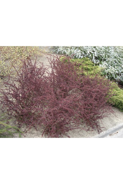 Барбарис Тунберга Ред Чіф пурний