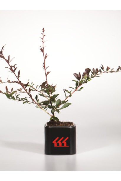 Барбарис Тунберга Ред Чіф 