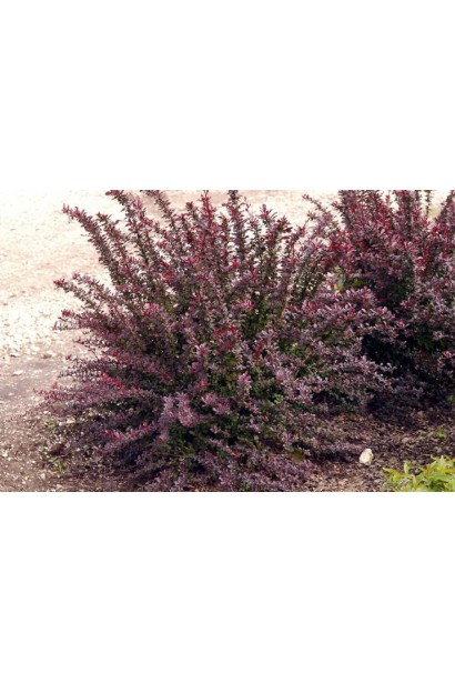 Барбарис Тунберга Ред Чіф кущ