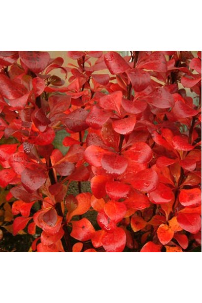 Барбарис Тунберга Ред Піллар