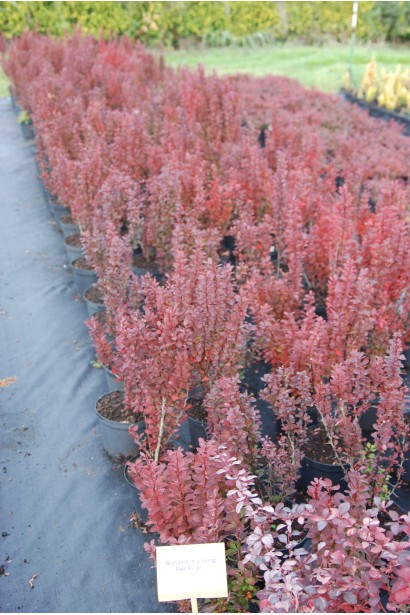 Барбарис Ред Піллар саджанці в садовому центрі