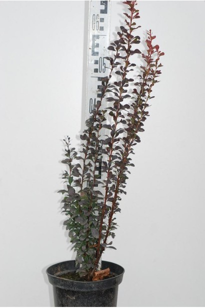 Барбарис Тунберга Ред Піллар висота 50-60 см