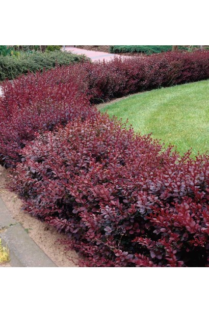 Барбарис тунберга Red Pillar ландшафтний дизайн
