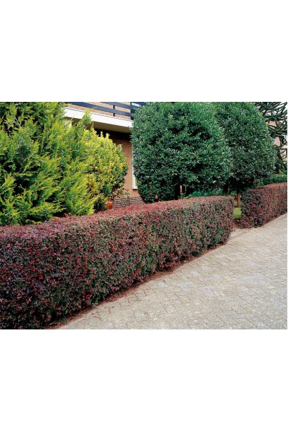 Стрижений живопліт з барбарису