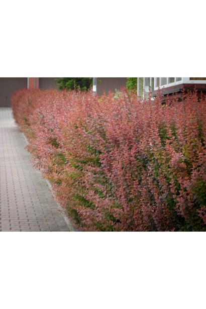 Барбарис Тунберга Ред Піллар бордюрна посадка