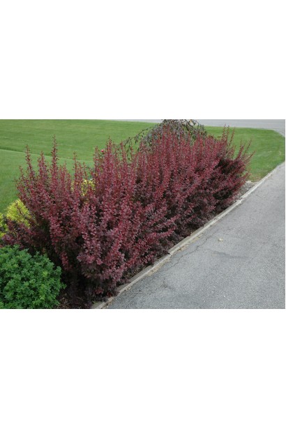 Berberis thunbergii Red Pillar в ландшафті
