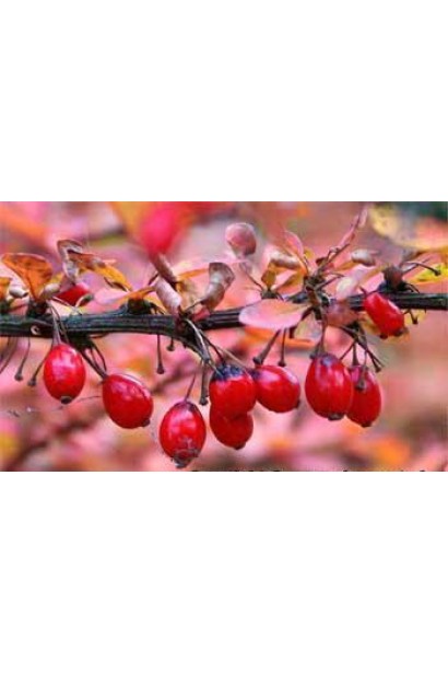 Барбарис Red Pillar плоди