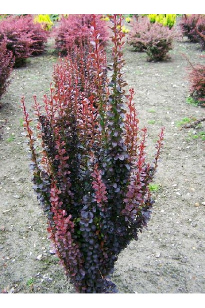 Барбарис колоновидний Ред Піллар