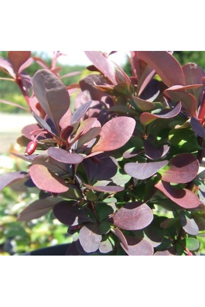 Барбарис Тунберга Ред Піллар листя