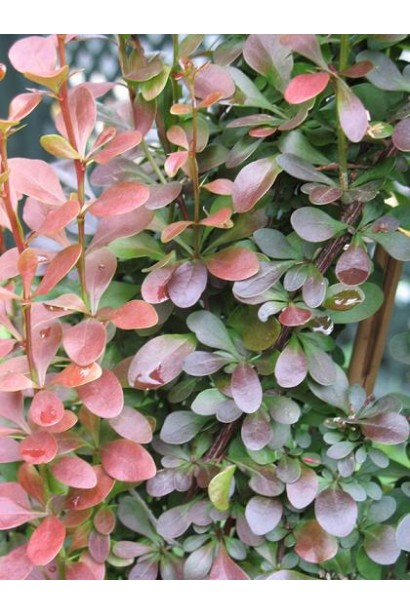 Барбарис Тунберга Ред Піллар в тіні