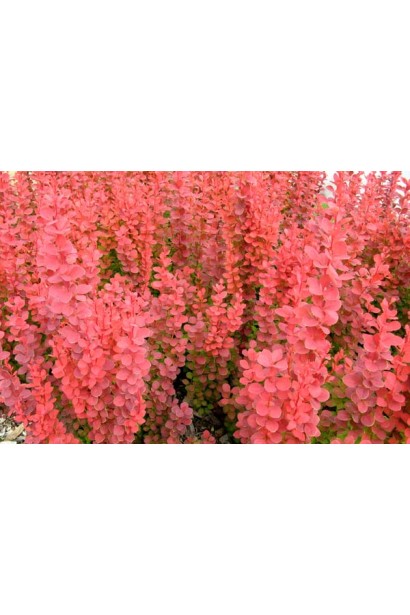 Червоний барбарис Ред Пілар восени