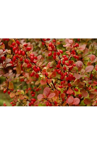Барбарис Тунберга Ред Піллар ягоди