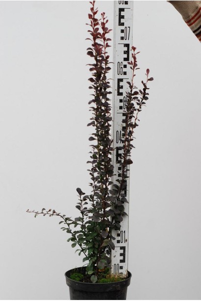 Барбарис Тунберга Ред Піллар в горщику 60-80 см