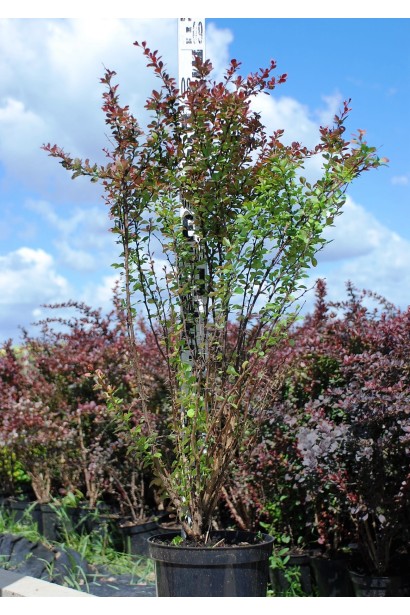 Барбарис Atropurpurea