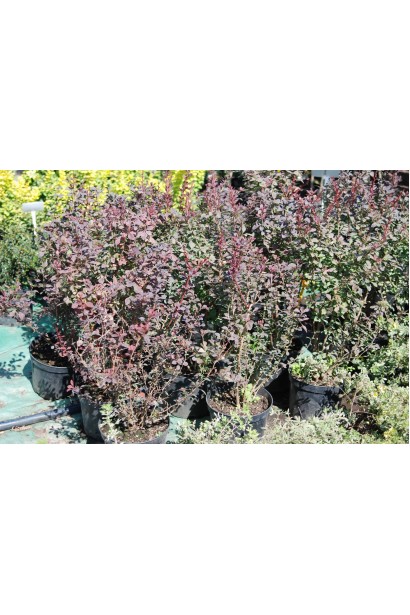 Berberis thunbergii Atropurpurea в садовому центрі