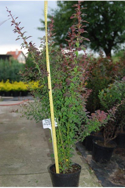 Барбарис Тунберга Атропурпуреа саджанець в контейнері 