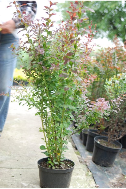 Барбарис Тунберга Атропурпуреа листя