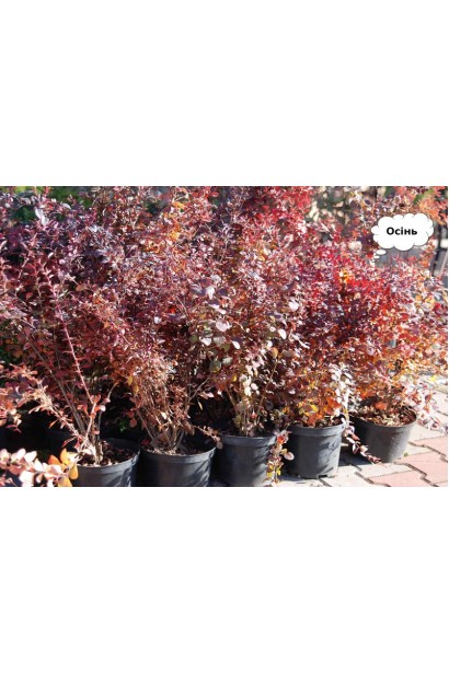 Барбарис Тунберга Атропурпуреа саджанці