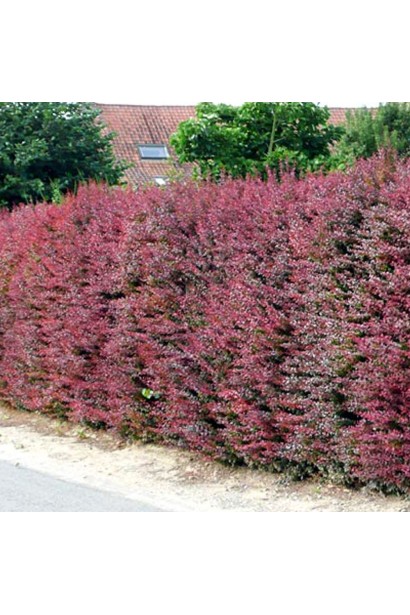 Барбарис Тунберга Атропурпуреа