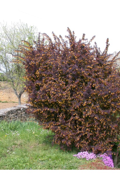Барбарис Тунберга Атропурпуреа в ландшафті