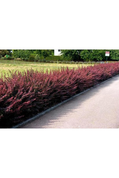 Berberis thunbergii Atropurpurea