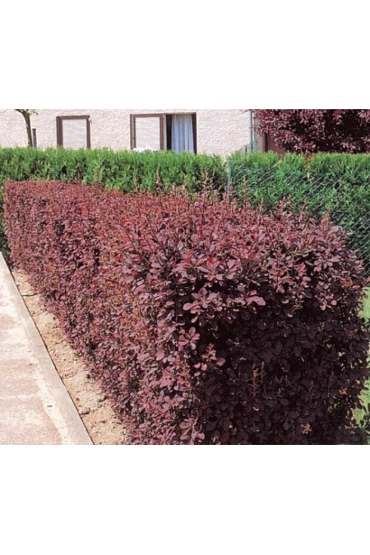 Барбарис Тунберга Атропурпуреа пурпурово-червоний