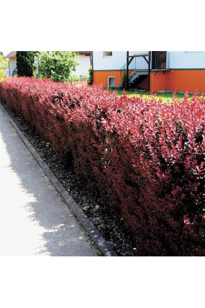 Барбарис Тунберга Атропурпуреа  кораловий