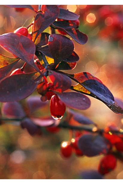 Барбарис Тунберга Атропурпуреа червоні плоди