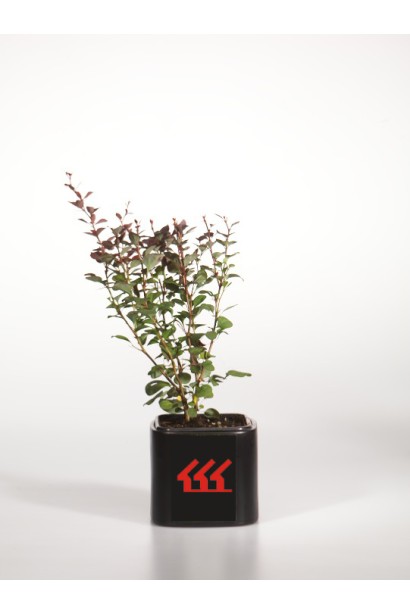 Барбарис Тунберга Атропурпуреа 