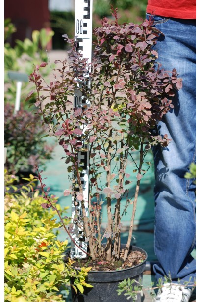 Барбарис Тунберга Атропурпуреа висота 65 см