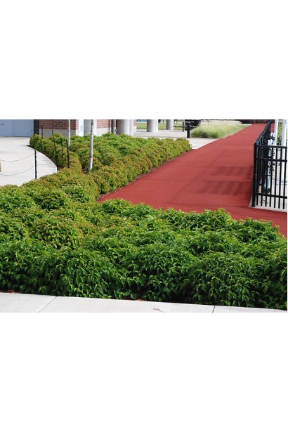 Дерен білий Сібіріка висаджування групами