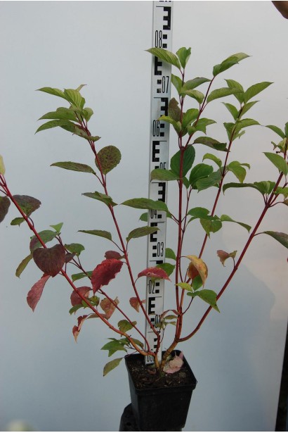 Дерен білий Сібіріка саджанець 60-80 см