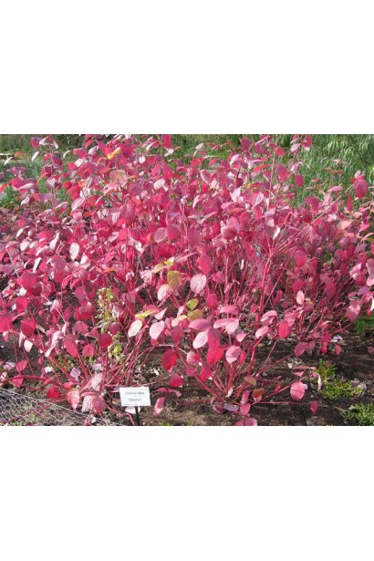 Свидина Сібіріка червоне листя восени