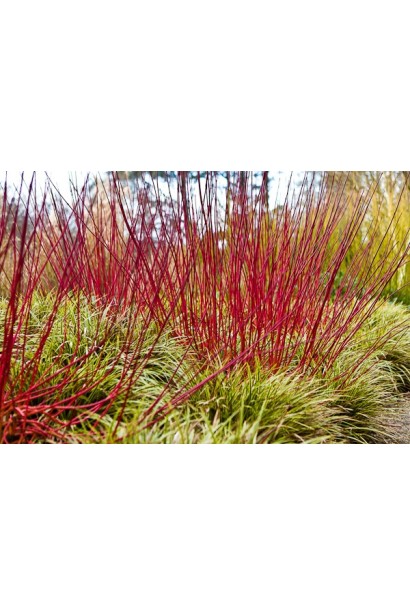 Корнус Сібіріка 