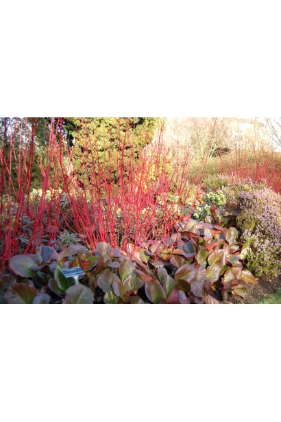 Дерен білий Sibirica в ландшафті