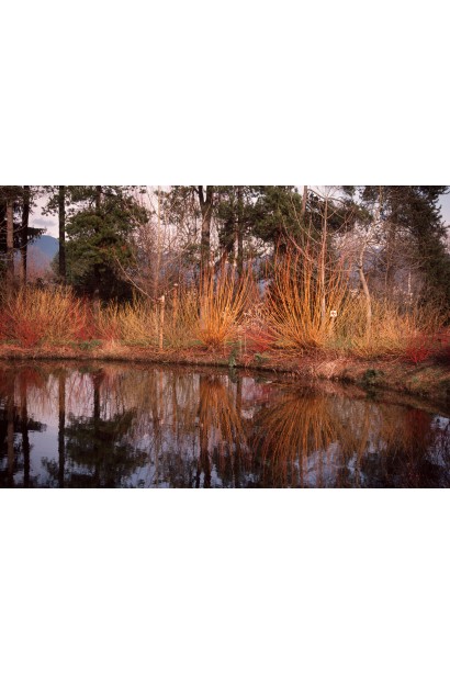 Cornus alba Sibirica