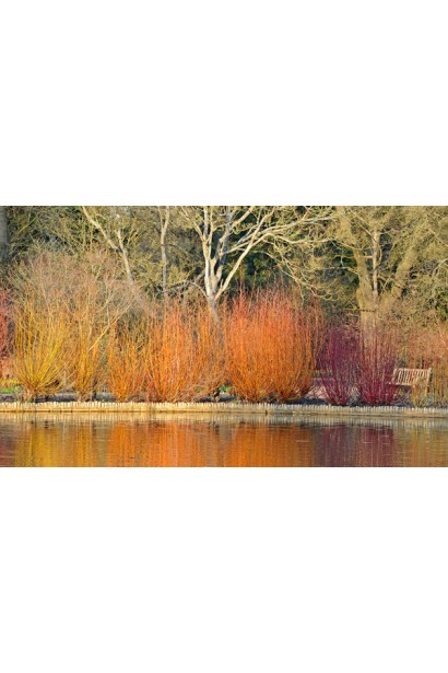 Дерен білий Сібіріка посадка біля водойми