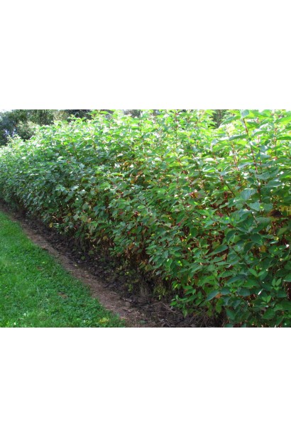 Кизил Сібіріка рядова посадка в живопліт