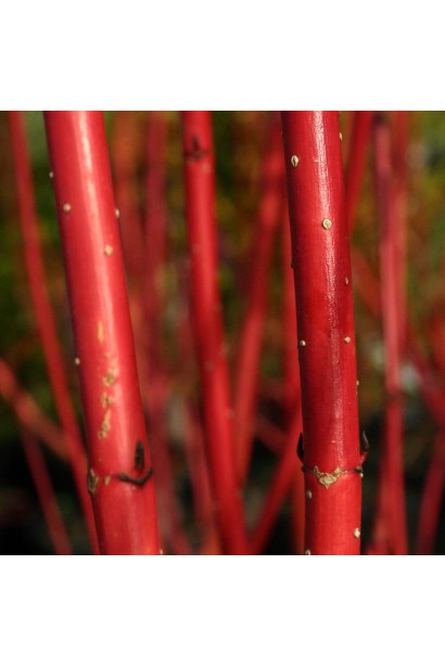 Дерен білий Сібіріка червоно-пурпурові стебла