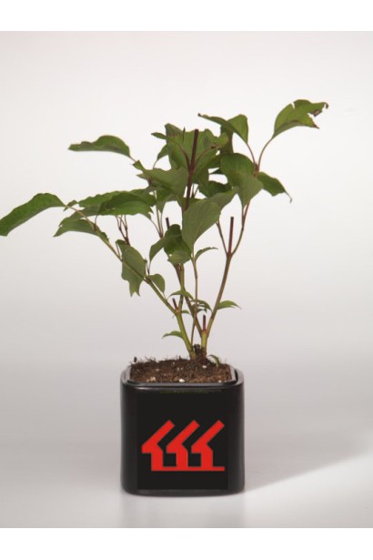 Дерен білий Сібіріка контейнер 0,5 л