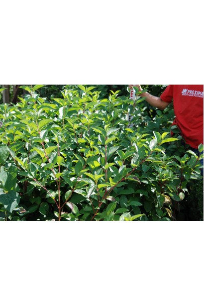 Дерен білий Сібіріка листя насиченого зеленого кольору