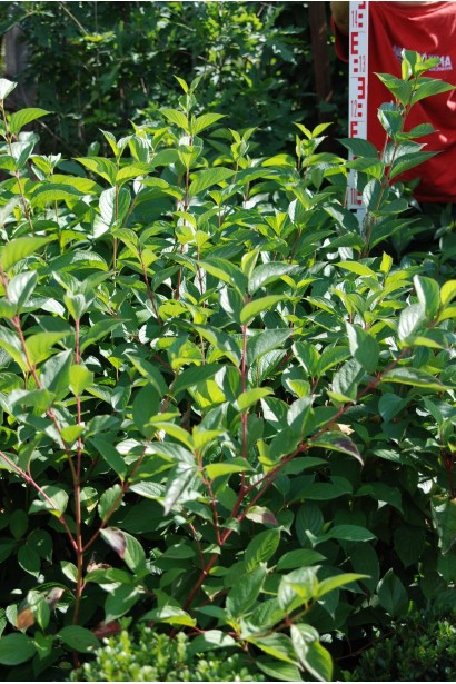 Дерен білий Сібіріка 