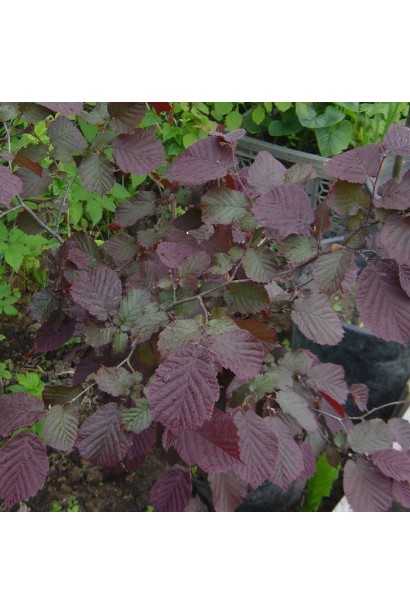 Темно-червоне листя ліщини Пурпуреа