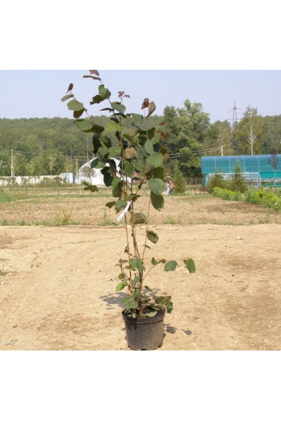 Ліщина велика Пурпуреа в контейнері